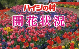 開花状況 チューリップ.jpg