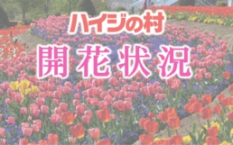 開花状況 チューリップ.jpg